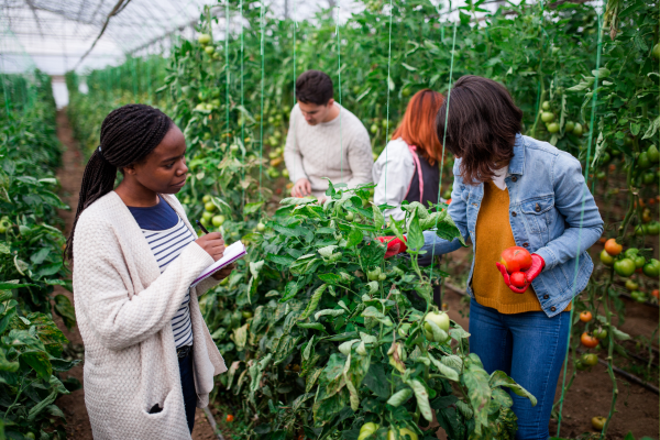 Training session with new hires on safety protocols and harvesting techniques.