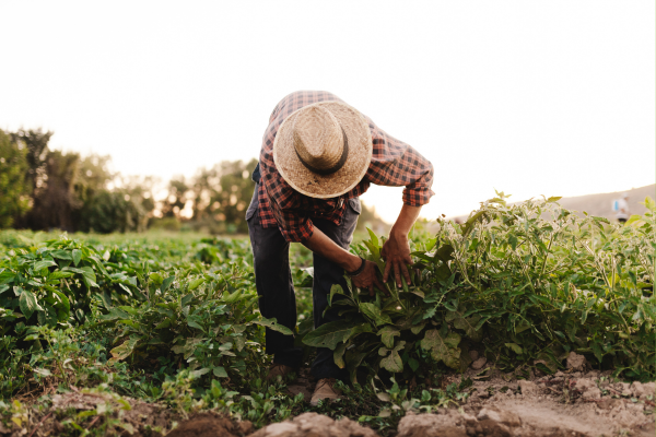 Workers harvesting crops in a field during peak summer.